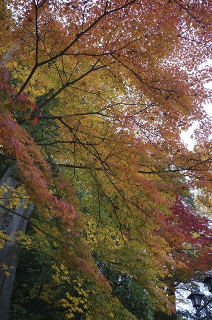 DSC04183.jpg