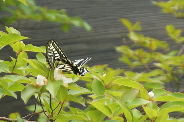 DSC04887.JPG