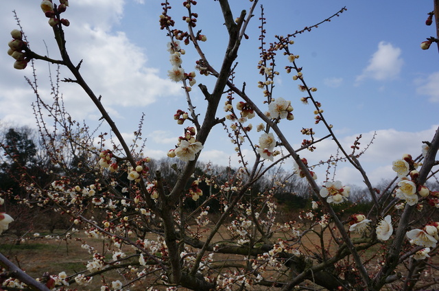 DSC04914.JPG