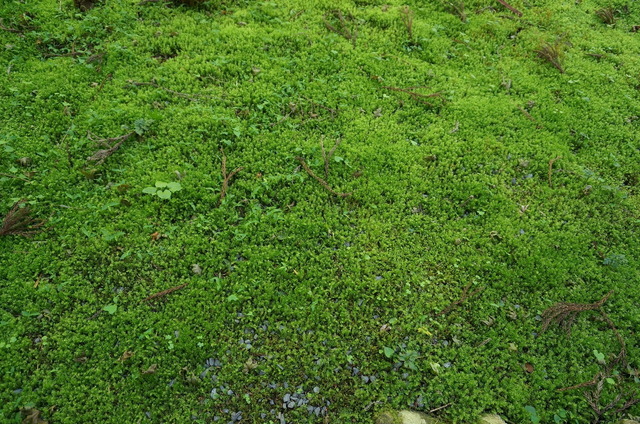 DSC06206.JPG
