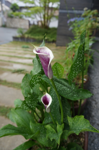 DSC06463.jpg