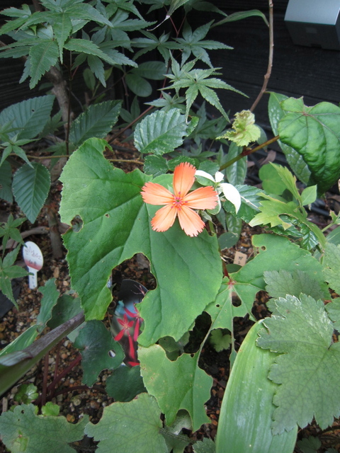 IMG_0011.jpg