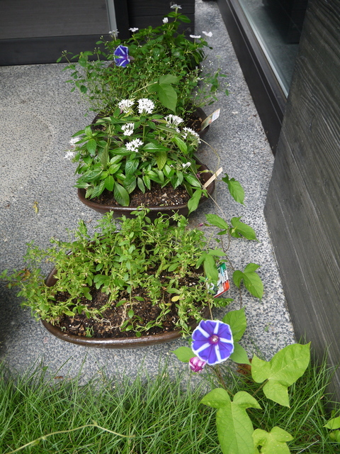 P1050416.JPG