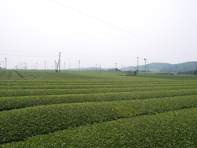 P1050786.JPG