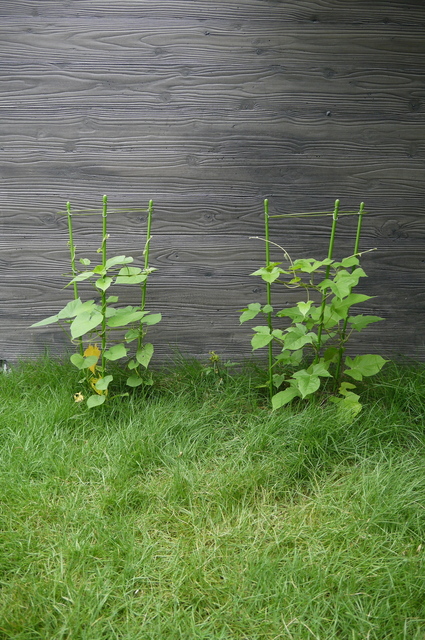P1100531.jpg