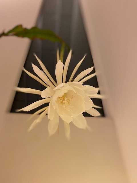 3608F1D0-2723-4D5E-A338-D808436BE6E6.jpeg